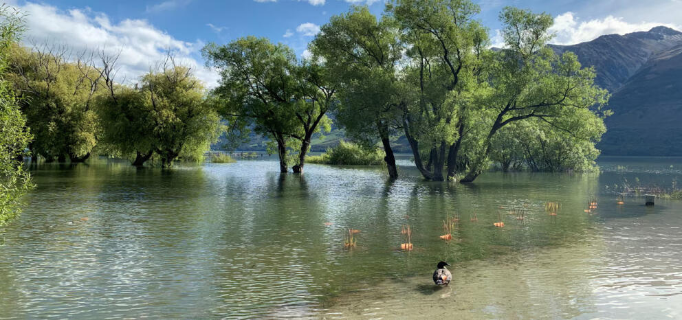 Flooded field with submerged trees and fence.