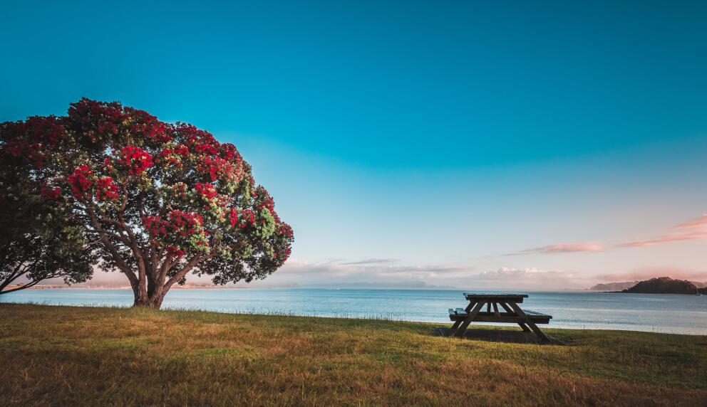 Pōhutukawa tree in full bloom beside a picnic table on a grassy coastal reserve.